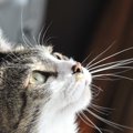 猫の眉毛は何のためにある？4つの役割