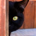猫に関する『うわさ話・迷信』5選　どこまで本当なの？気になる真相をご紹介