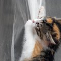 猫はどうして『カーテン』に登るの？3つの理由と防止策