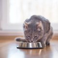 愛猫の長寿を願うなら！飼い主が実践すべき『長生きのための食事術』…