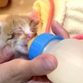 捨てられ猫風邪で衰弱した子猫…必死のケアで愛くるしい美姿へ！