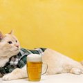 猫に『アルコール』は絶対にダメ！危険と言われる2つの理由と誤飲した…