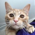 【これをされたら愛されてる】猫が好きな人限定でする行動５つ