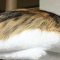 クッションのようなカツラのような謎のフワフワ……『まさかの正体』が3…