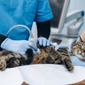 猫の命を脅かす『伝染性腹膜炎（FIP）』とは　原因や症状、知っておく…