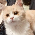 お迎え時は『目がしょぼしょぼだった子猫』が、現在……『感動のビフォーア…