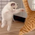 『白くてふわふわの保護子猫』と19匹の先住猫の日々を記録→最初は弱々…