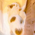 子猫を保護して帰宅→経緯を説明していると…奥さまから放たれた『まさ…
