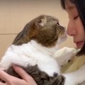 スコティッシュフォールドの猫ちゃんが『鼻チュー』！おかえりの挨拶…