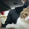 チェックするニャ！飼い主さんの仕事を見守る猫さんたち♡