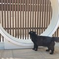 中庭に『巨大キャットホイール』を置いてみたら…猫たちの『可愛すぎる…