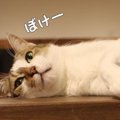 どんな反応をする？ちょっかいを出される猫さん