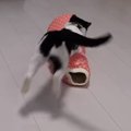 袖猫（そでねこ）で「ズサー＆ジャンプ」大はしゃぎな猫ちゃんたち