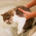 『長毛猫は水を恐れない』と聞いて"初めてお風呂"に入れて…