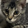 毛が短かった子猫→成長して、想像以上に『毛が伸びた』結果…２年後の『ま…