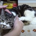 くすぐったい！自然に上がってしまう猫ちゃんの足