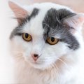 猫の『耳毛』のケアが必要な場合とは？役割やお手入れの方法も解説