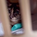 『前足を切断する必要』があった子猫…誰も予想できなかった『まさかの展開…