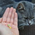 猫用サプリメントの選び方とおすすめ商品13選