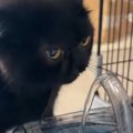 『部活終わりなんだと思う』　自動給水機の前にやってきた黒猫…驚きの…