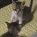 元気いっぱいの子猫たち→1匹がそっと近づくと…可愛すぎる『じゃれ合い…