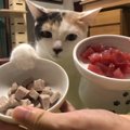 まぐろに初挑戦！猫ちゃんが好きなのは生？茹で？