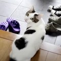 何度だってトライ！猫ちゃんの諦めない心