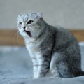 猫の『嫌いな人』への鳴き声3つ！意味やその時にしてはいけないことも