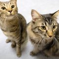 猫が『5日ぶりに帰宅したパパ』を見たら…心温まる"おかえり"…