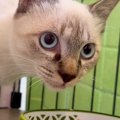 “表情がない”元保護猫→里親が決定し、現在の様子を見せてもらうと…まさか…