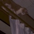 『深夜2時に音がする』と思ったら、猫が…思いもよらない『まさかの光景』…