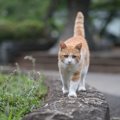 街のセレブ猫に「自由市民」の称号が授与される！市内どこでも出入り…