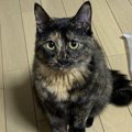 猫が『暇だニャ〜』と感じているときにする行動3つ