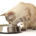 猫が『手を使って水を飲む』のはなぜ？考えられる5つの理由　器が気に…