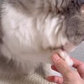 毛づくろいをしていた猫→そっと指を差し込んでみた結果…思わず笑ってしま…