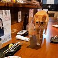 『居酒屋で過ごす猫』が可愛すぎると話題に…「毎日通いたいレベルで素…