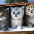 猫が大人になるのは何歳から？簡単な年齢の見分け方4つ！