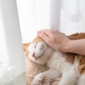 愛猫が『亡くなる前』にしてあげたいこと4選　残された時間で飼い主が大切…