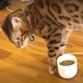 『このにおいは嫌いニャ！』コーヒーを隠そうとして倒してしまった猫…