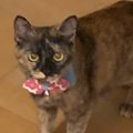 静かに立っている1匹の猫→"すぐ横"を見てみたら…『事件現場すぎ…