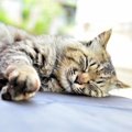 猫の体に白い粉がついているとき考えられる原因４つ