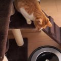 初！ルンバ登場に猫ちゃんたちの反応は？