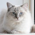 ラグドールの目の色は何色？青い目の特徴や濃淡、子猫からの変化も解説