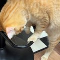 輪っかの部分を掴んだ茶トラ猫…ぐるんと一回転する『まさかの光景』が737…