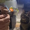 ワインを開けようとする主人を『見守っている猫』→蓋が開いた次の瞬間…