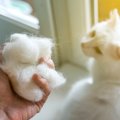 冬の毛に生え変わる季節！猫の抜け毛対策3選