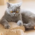 猫が『転嫁行動』をするのはなぜ？　3つの理由やトラブルを防ぐ対処法を解説