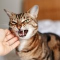 猫を撫でた時に『威嚇』してくる理由4つ！急に嫌がるようになったら要…