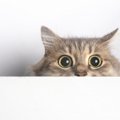 猫の『興奮スイッチ』がONになったサイン3選　どんなときになりやすいかも…