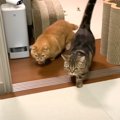 ママがベッドに行こうとすると…猫2匹が見せた『可愛すぎる行動』が17…